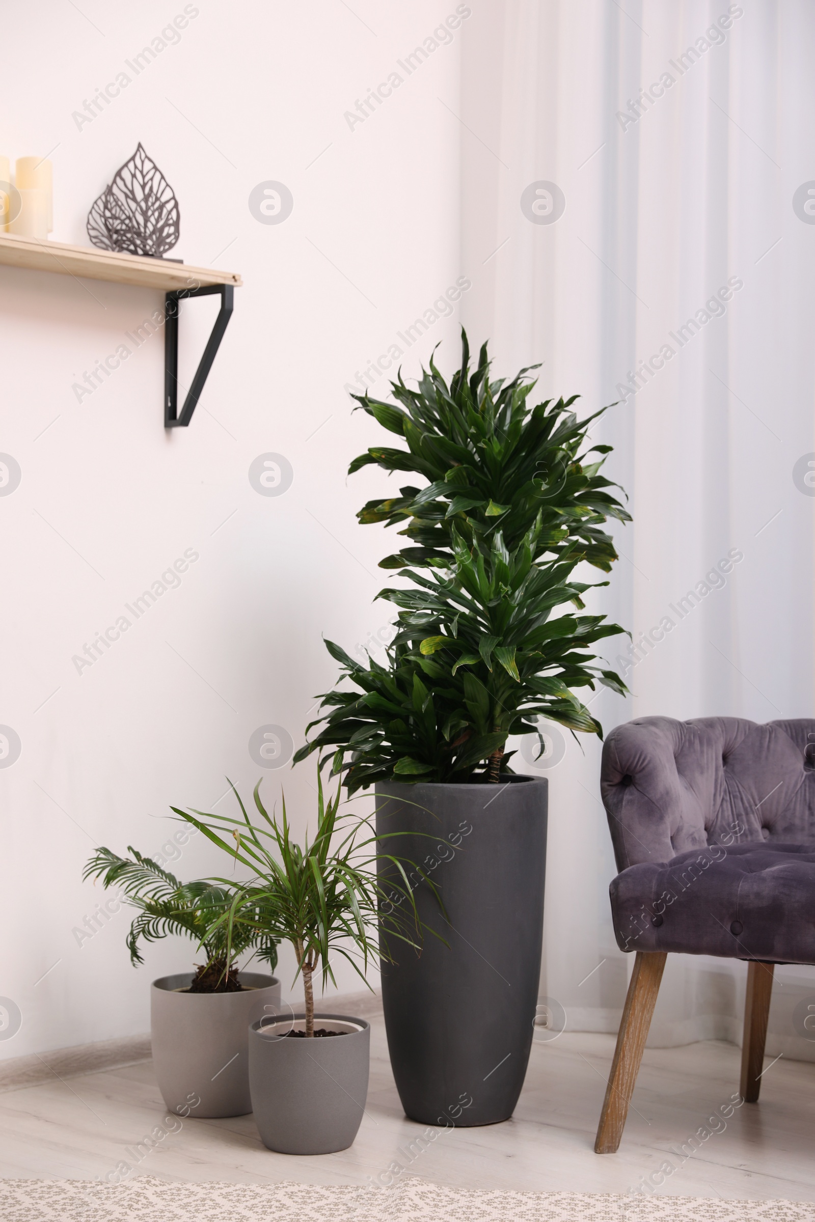 Photo of Stylish room interior with beautiful plants and comfortable armchair