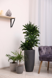 Stylish room interior with beautiful plants and comfortable armchair