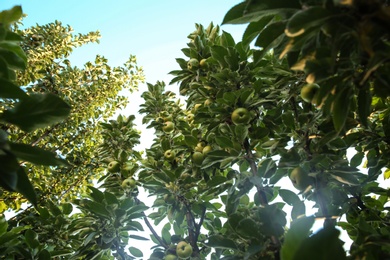 Photo of Apple tree with ripe fruits in garden, view from below