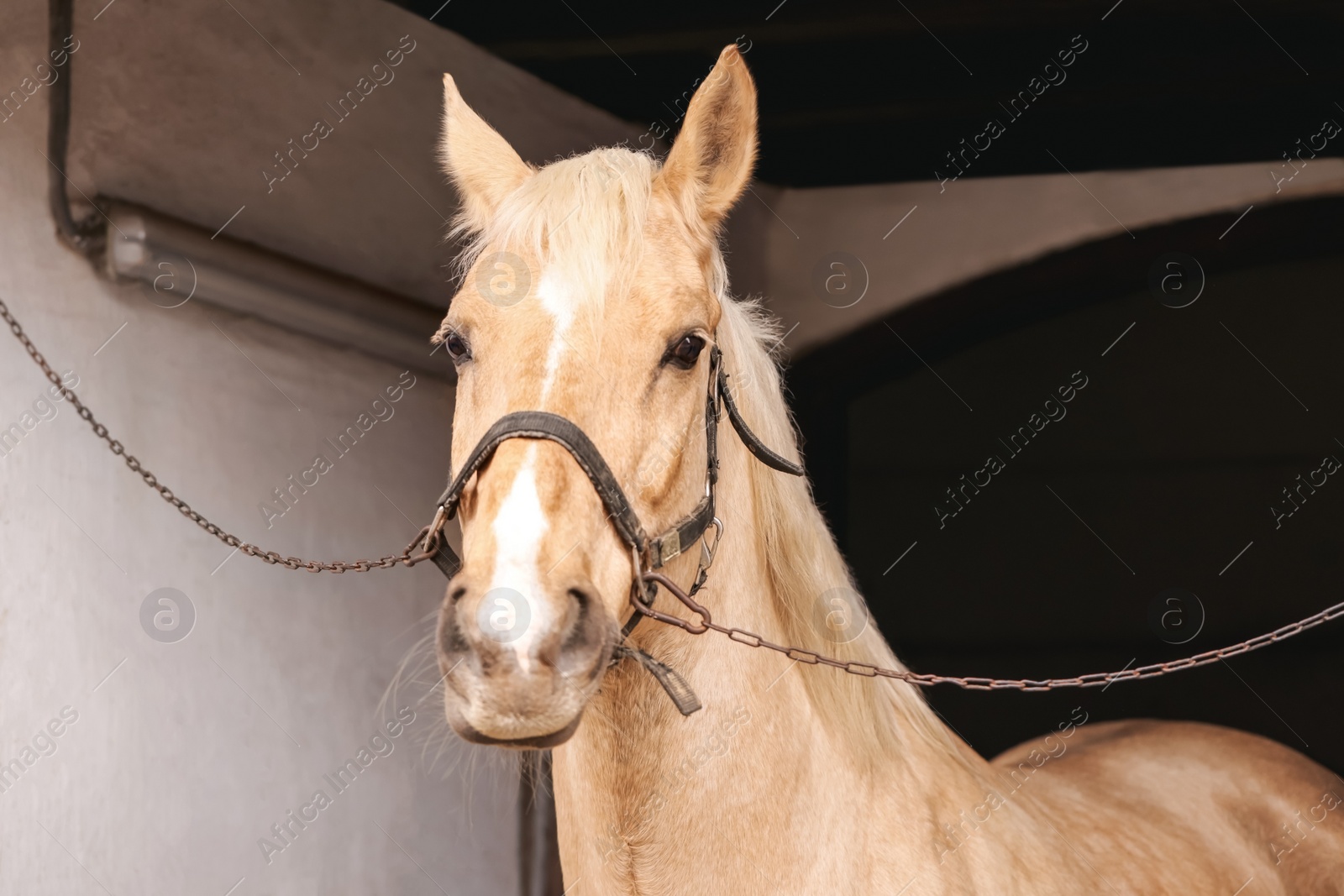 Photo of Adorable horse with bridles in stable. Lovely domesticated pet