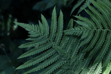 Photo of Beautiful fern with lush green leaves growing outdoors, closeup
