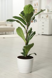 Photo of Fiddle Fig or Ficus Lyrata plant with green leaves in room