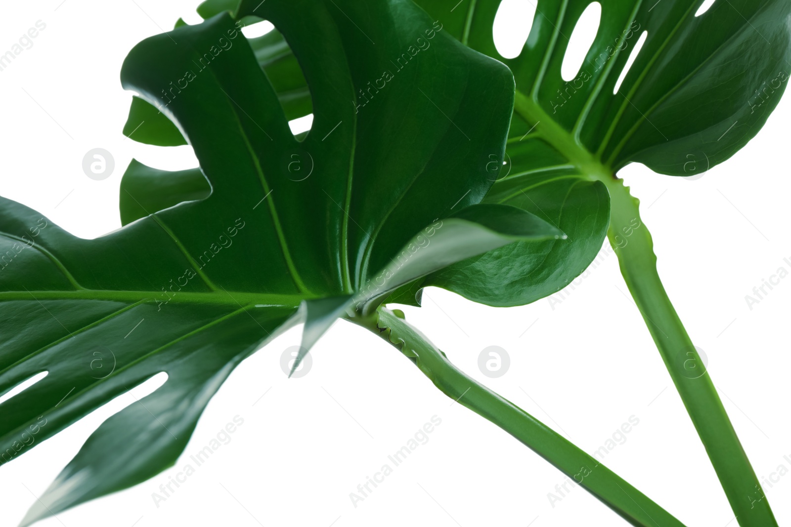 Photo of Beautiful monstera leaves on white background, closeup. Tropical plant