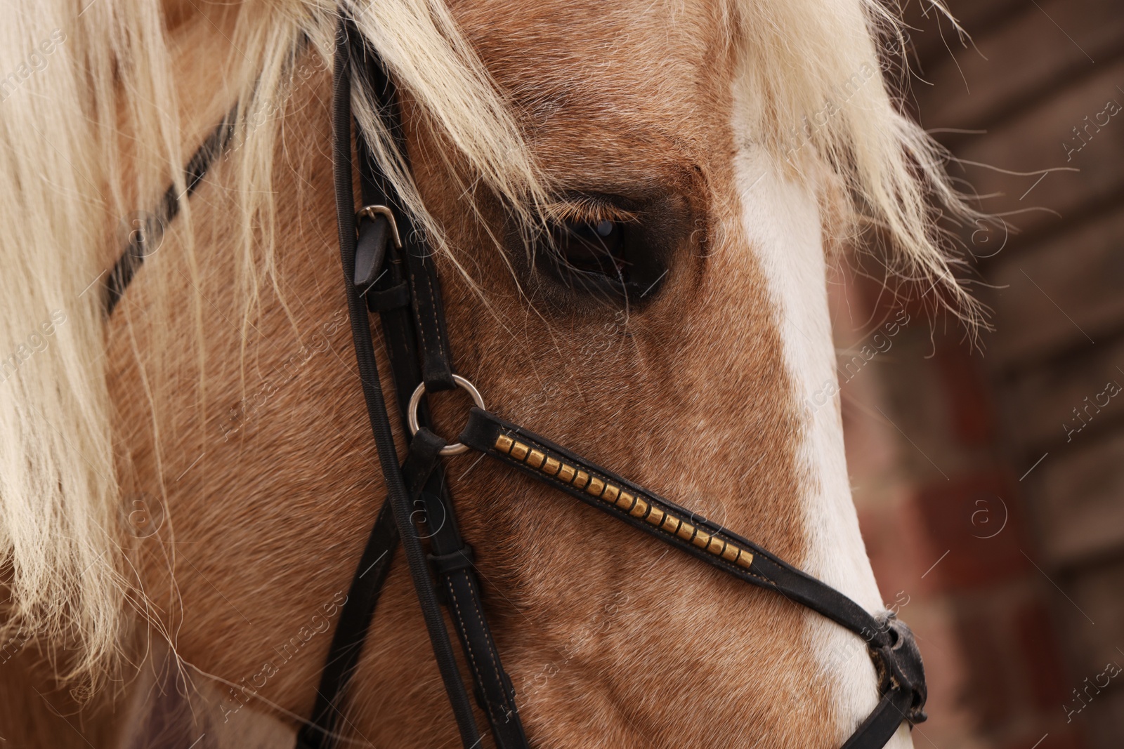 Photo of Adorable horse with bridles outdoors, closeup. Lovely domesticated pet