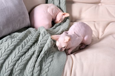 Photo of Adorable Sphynx cats on sofa at home. Lovely pets