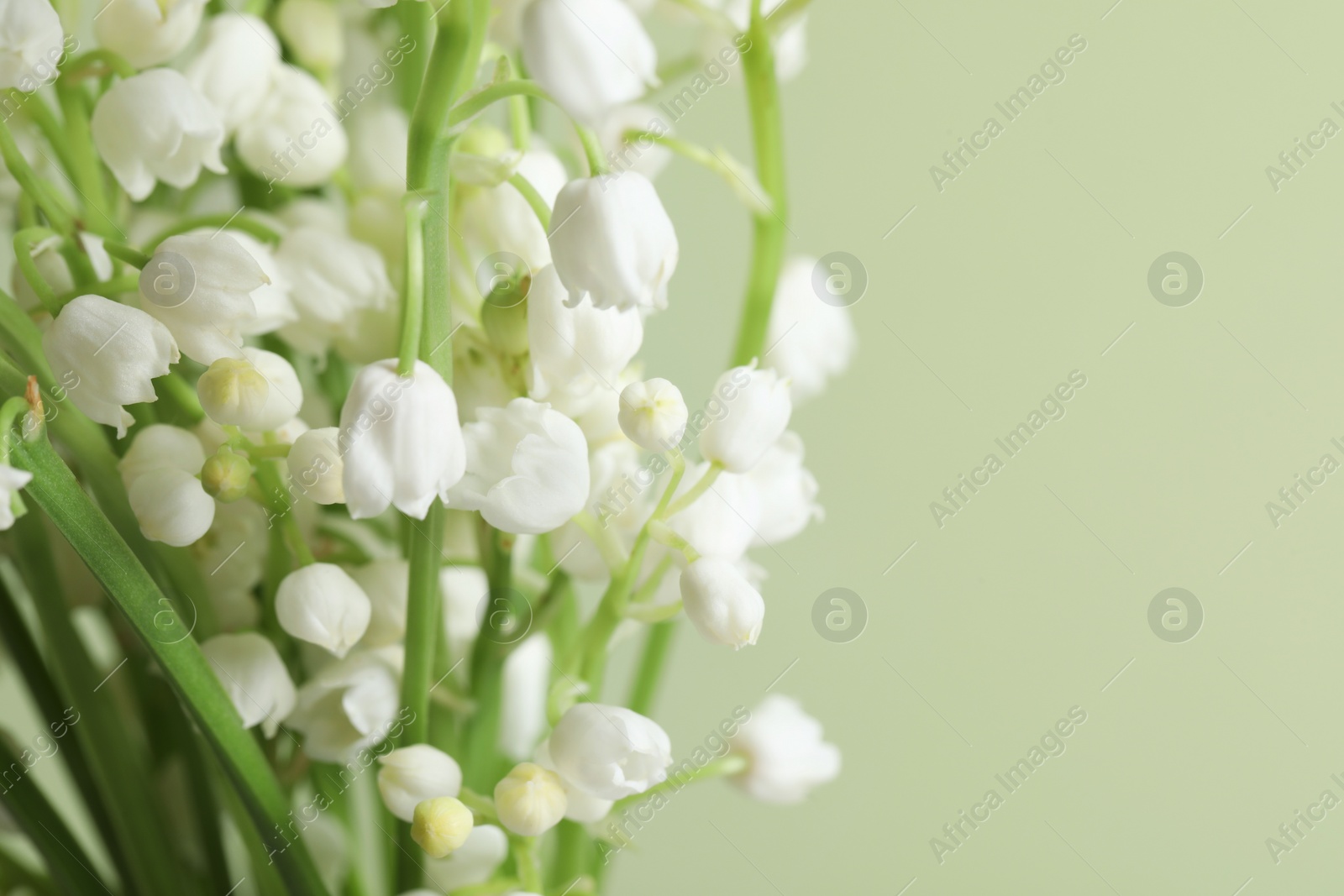 Photo of Beautiful lily of the valley flowers on light green background, closeup. Space for text