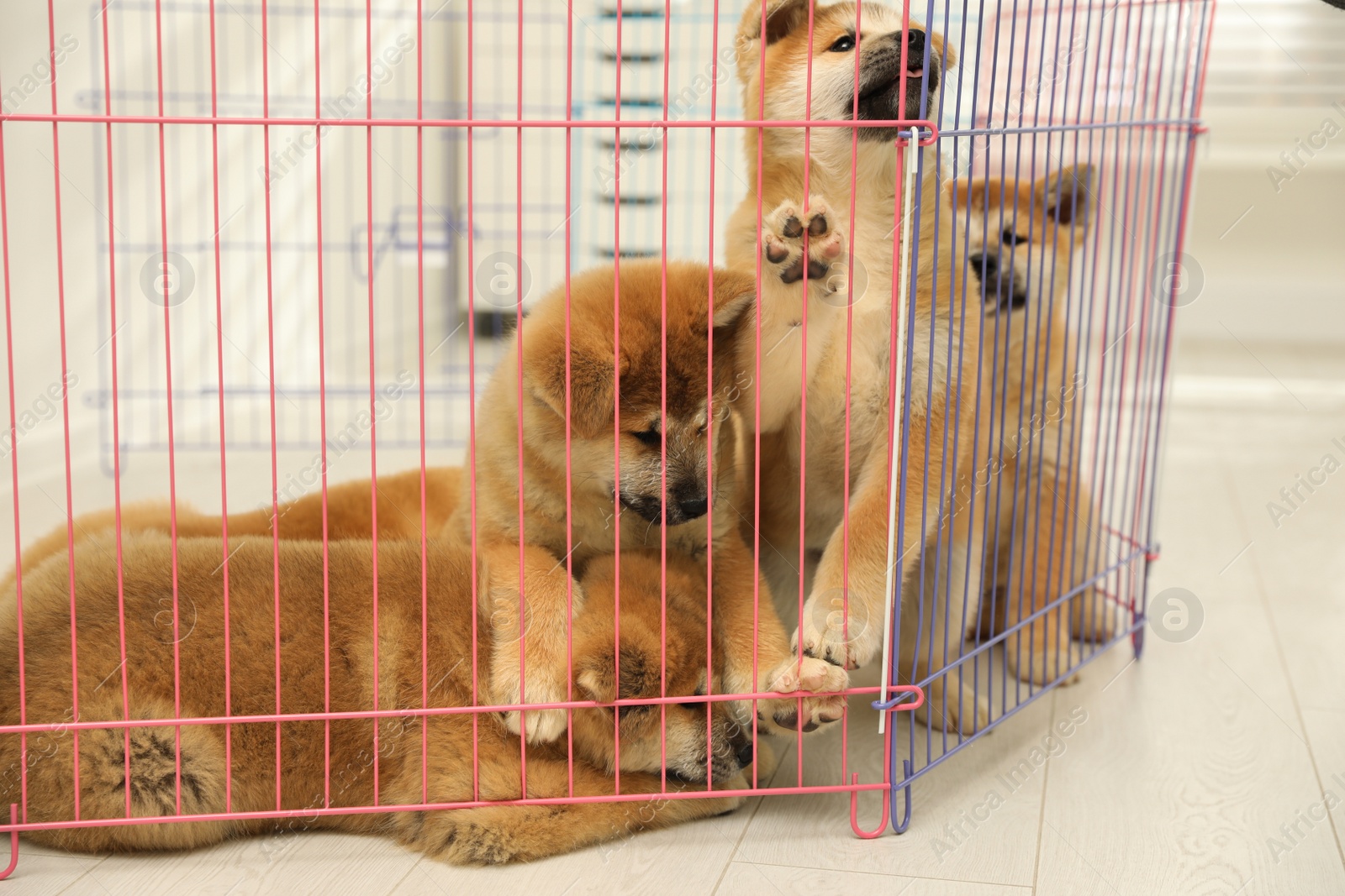 Photo of Cute Akita Inu puppies in playpen indoors. Baby animals