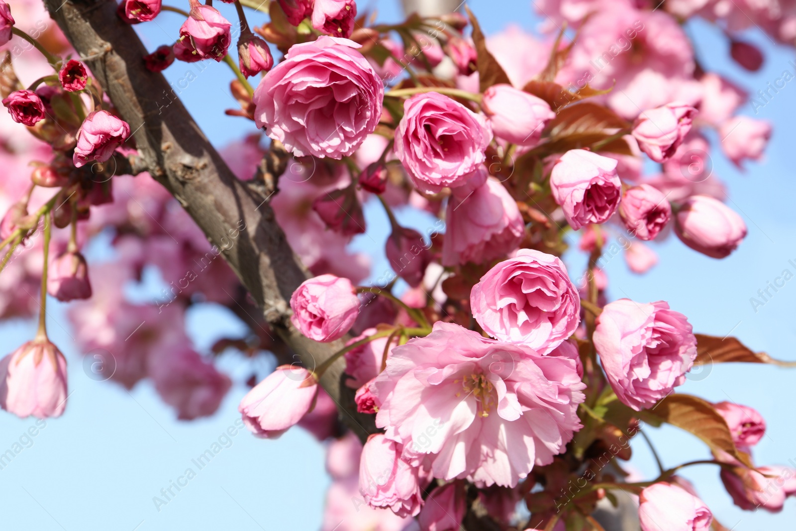 Photo of Closeup view of sakura tree with beautiful blossom outdoors. Japanese cherry