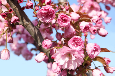Closeup view of sakura tree with beautiful blossom outdoors. Japanese cherry
