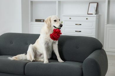 Cute Labrador Retriever with beautiful peony flowers on sofa at home