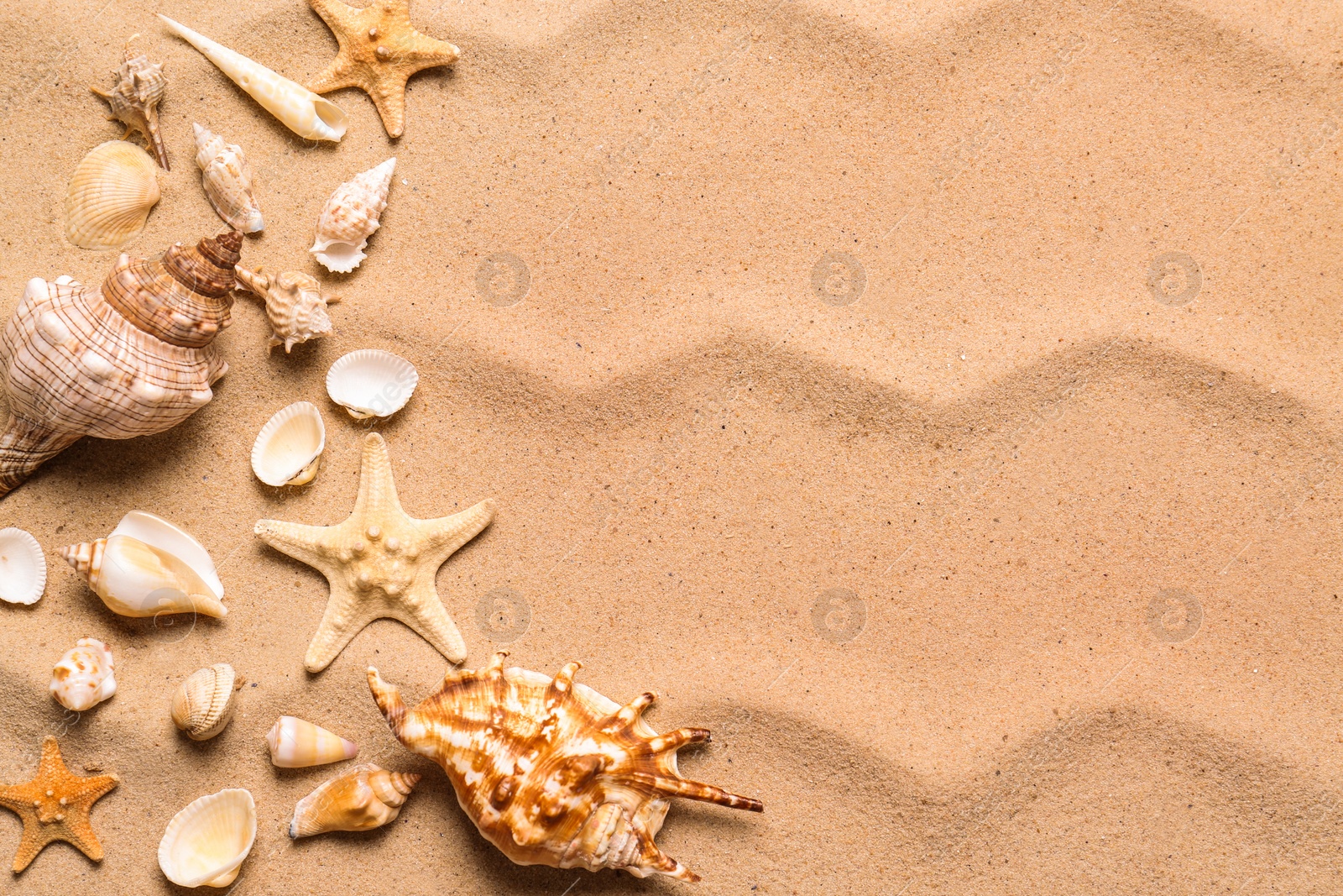 Photo of Beautiful seashells and starfishes on beach sand, flat lay with space for text. Summer vacation