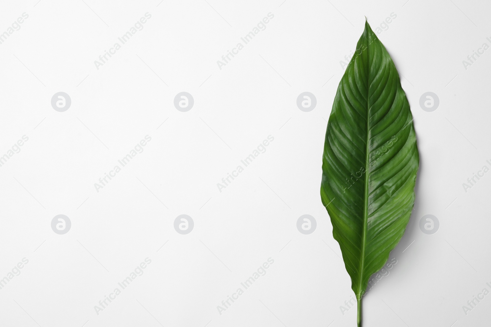 Photo of Leaf of tropical spathiphyllum plant on white background, top view