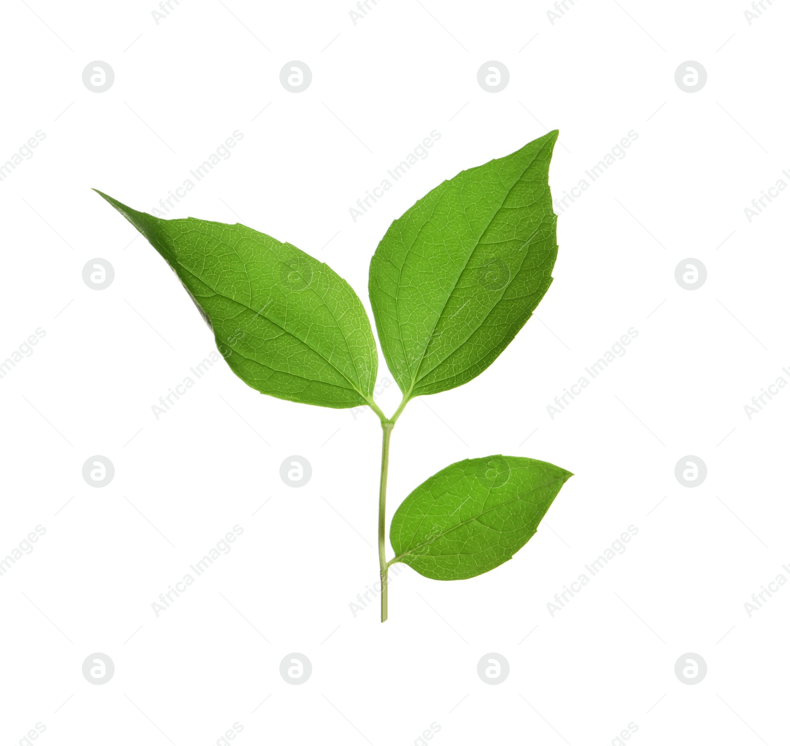 Photo of Leaves of jasmine plant on white background