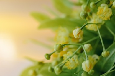 Photo of Beautiful linden buds and green leaves on blurred background, closeup. Space for text