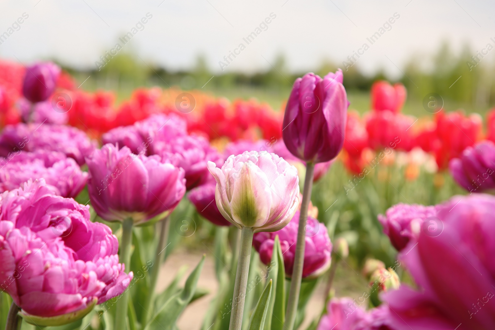 Photo of Beautiful colorful tulip flowers growing in field