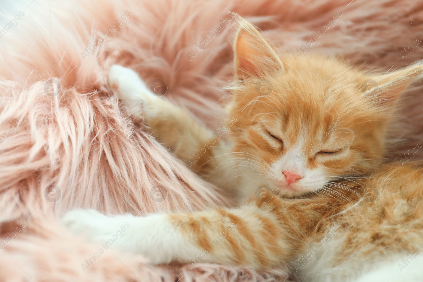 Photo of Cute little kitten sleeping on pink furry blanket