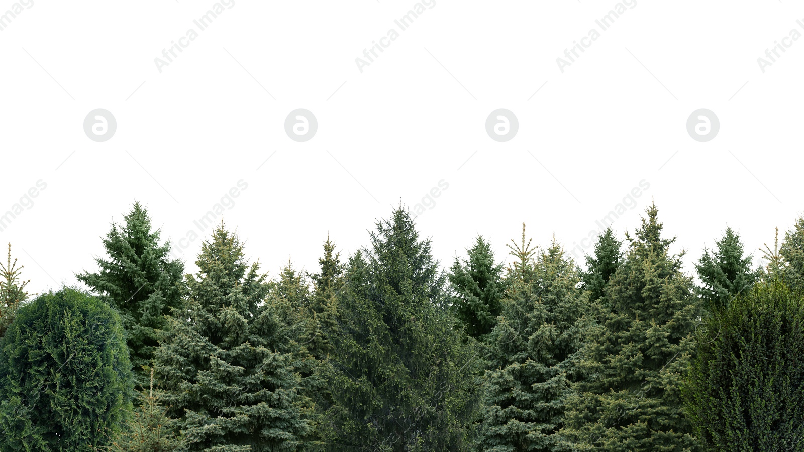 Image of Many different coniferous trees on white background