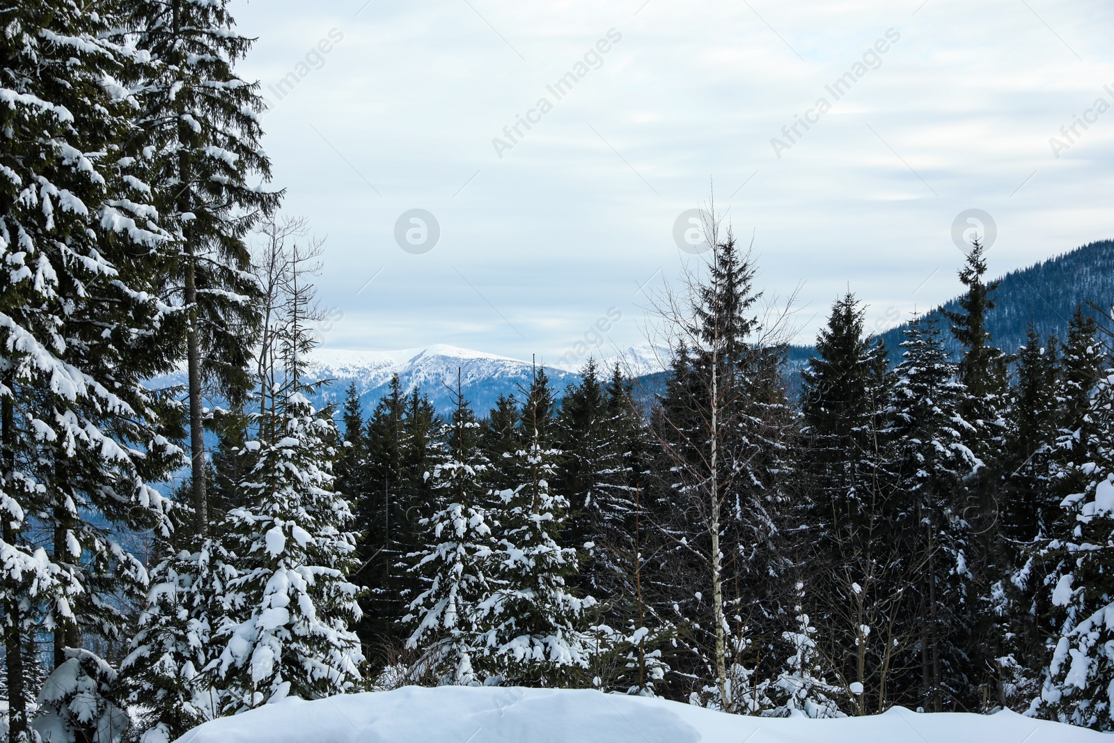 Photo of Picturesque view of snowy coniferous forest on winter day, low angle view