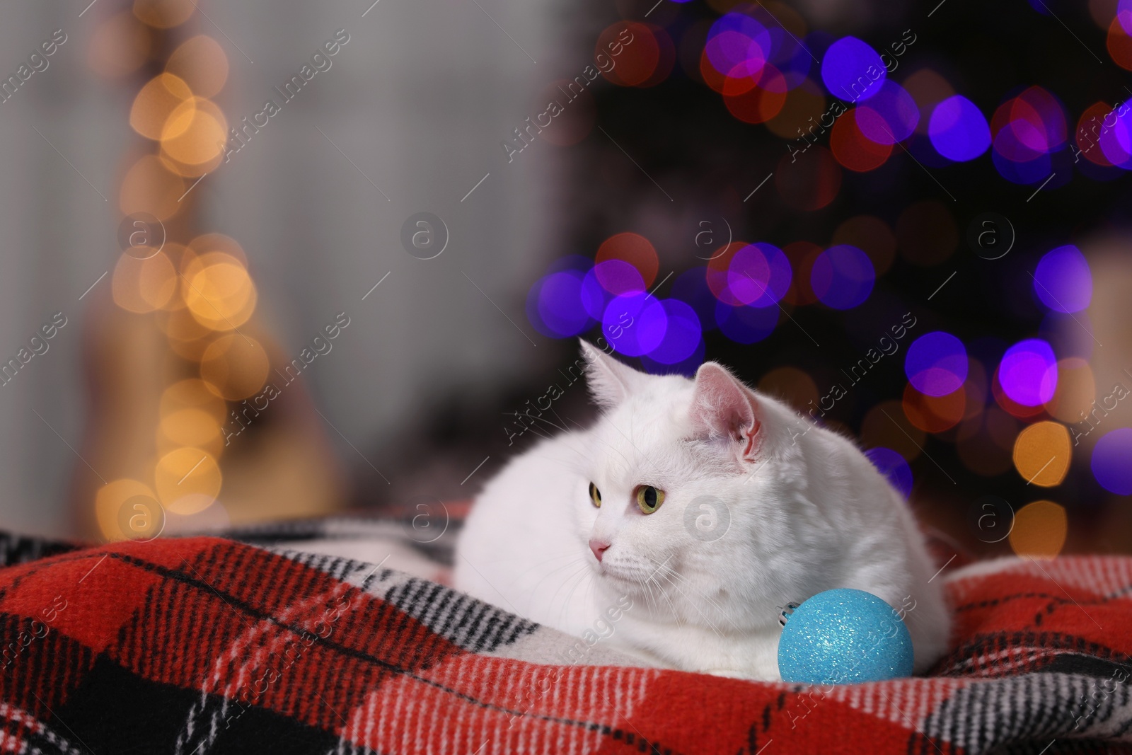 Photo of Christmas atmosphere. Adorable cat with bauble resting on blanket indoors. Space for text