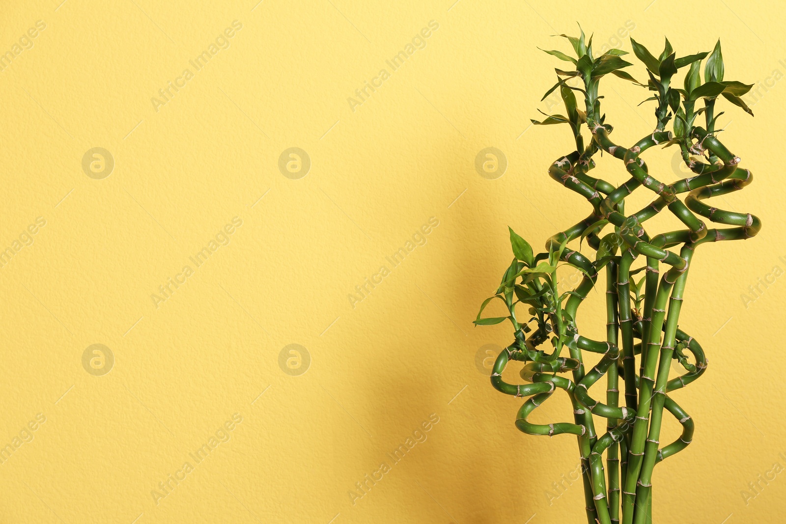 Photo of Green bamboo with space for text against color background