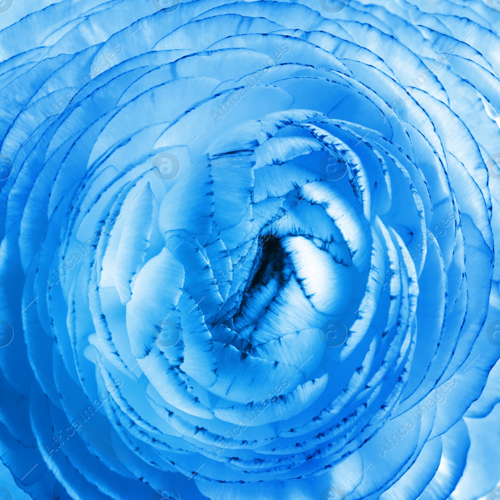 Image of Beautiful light blue ranunculus flower as background, closeup