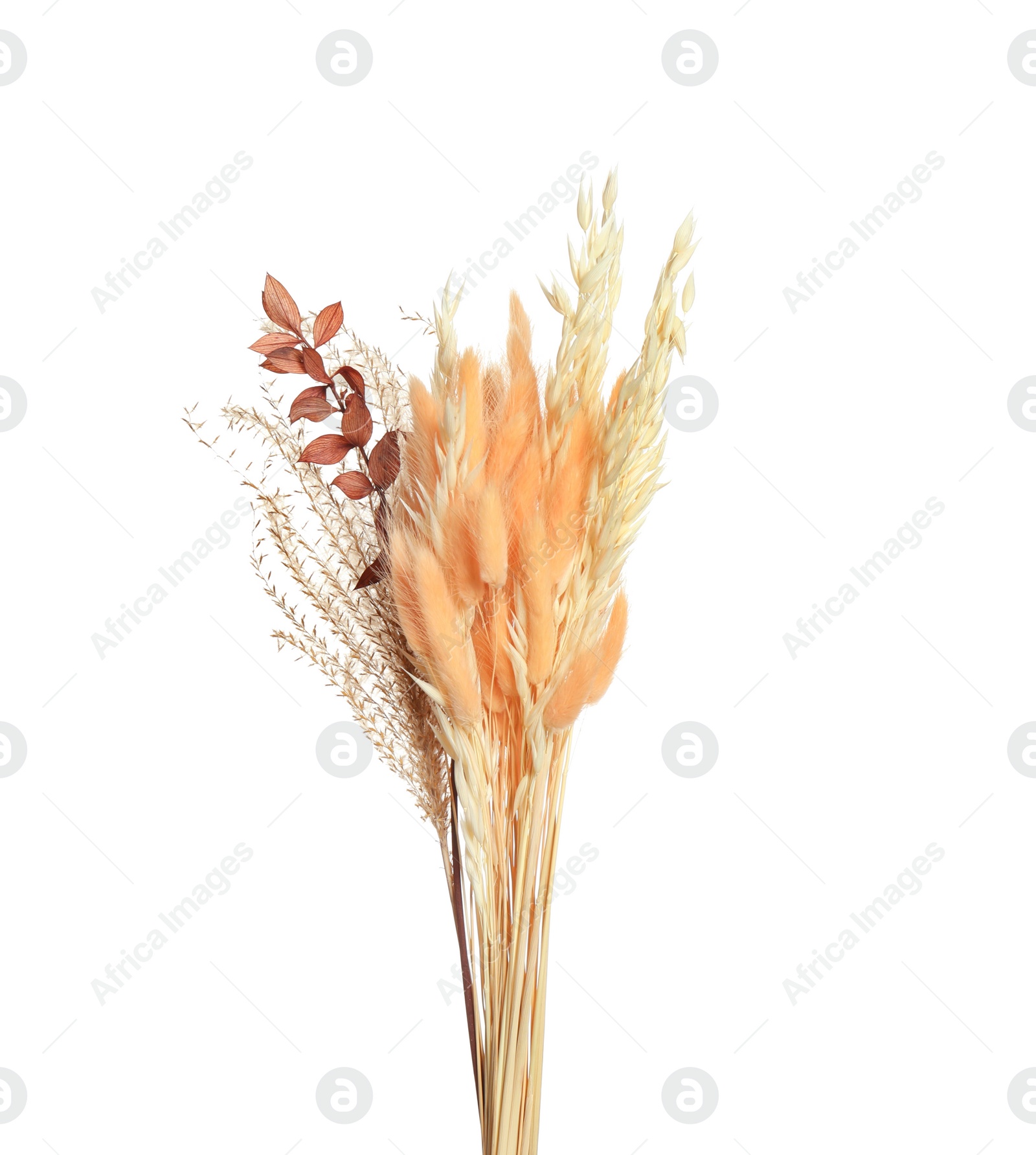 Photo of Bouquet of dried flowers on white background