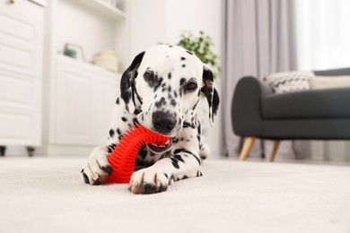 Adorable Dalmatian dog playing with toy indoors