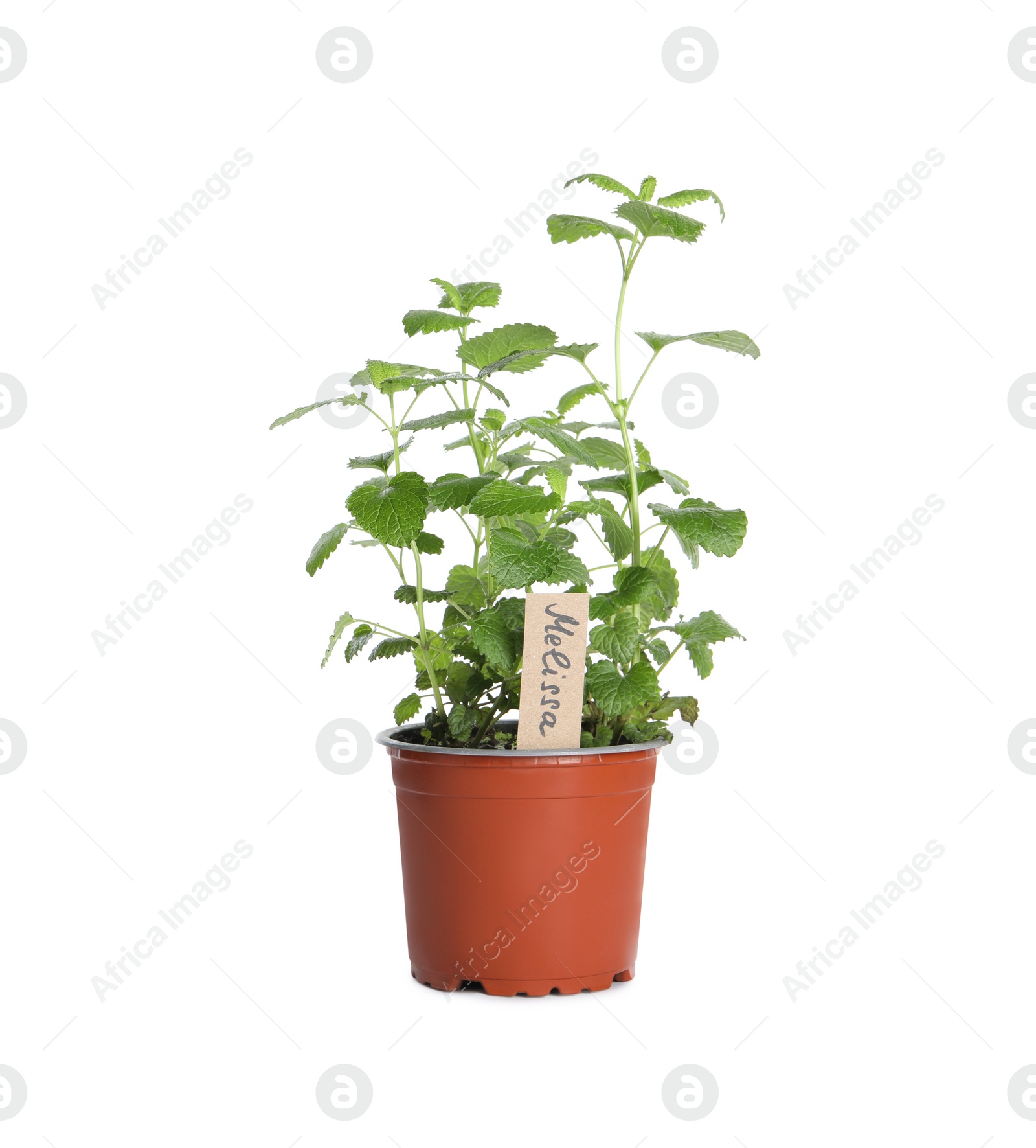 Photo of Aromatic green potted melissa isolated on white