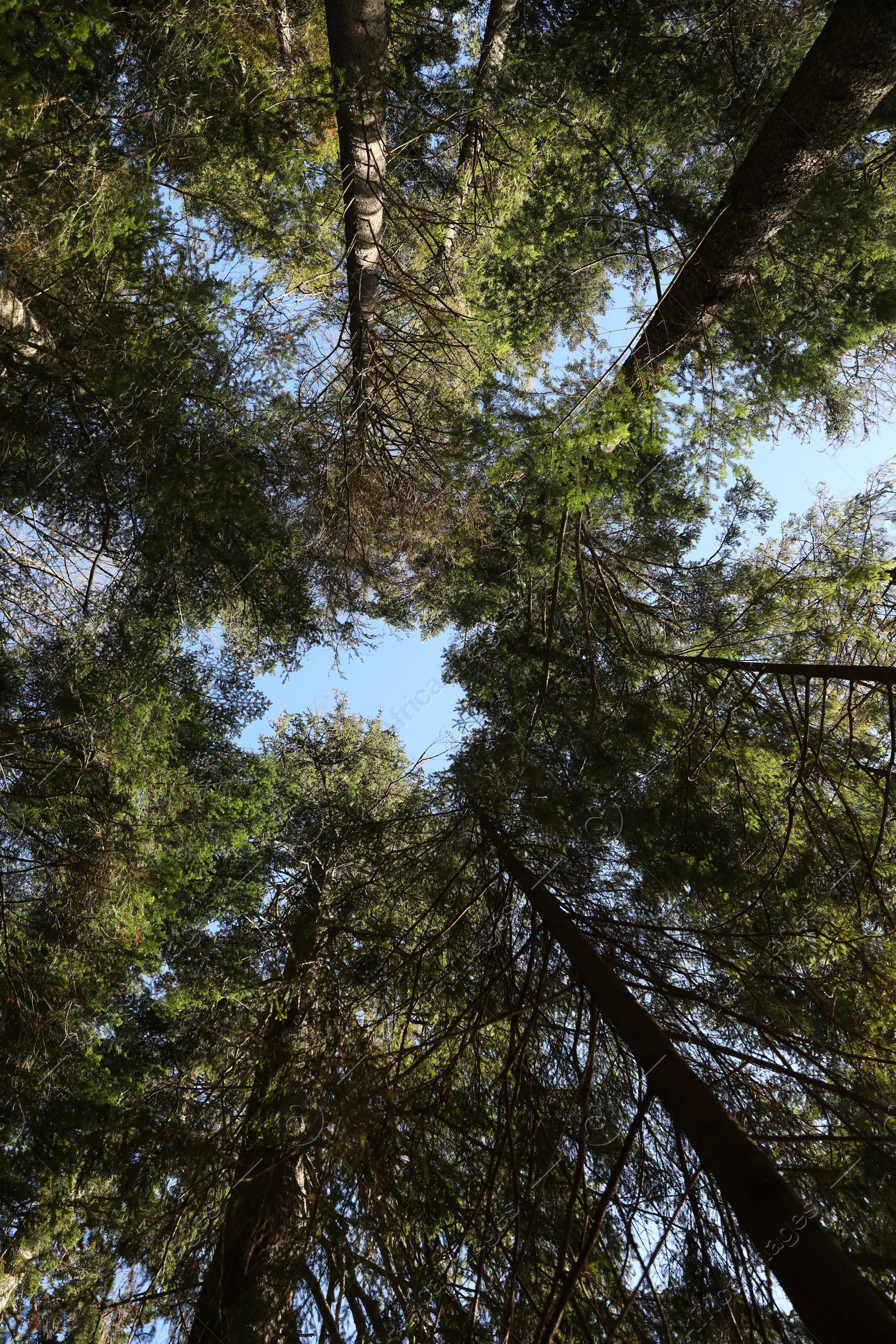 Photo of Beautiful green trees in forest on sunny day, bottom view