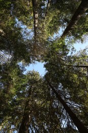 Beautiful green trees in forest on sunny day, bottom view