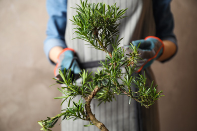 Woman trimming Japanese bonsai plant, closeup. Creating zen atmosphere at home