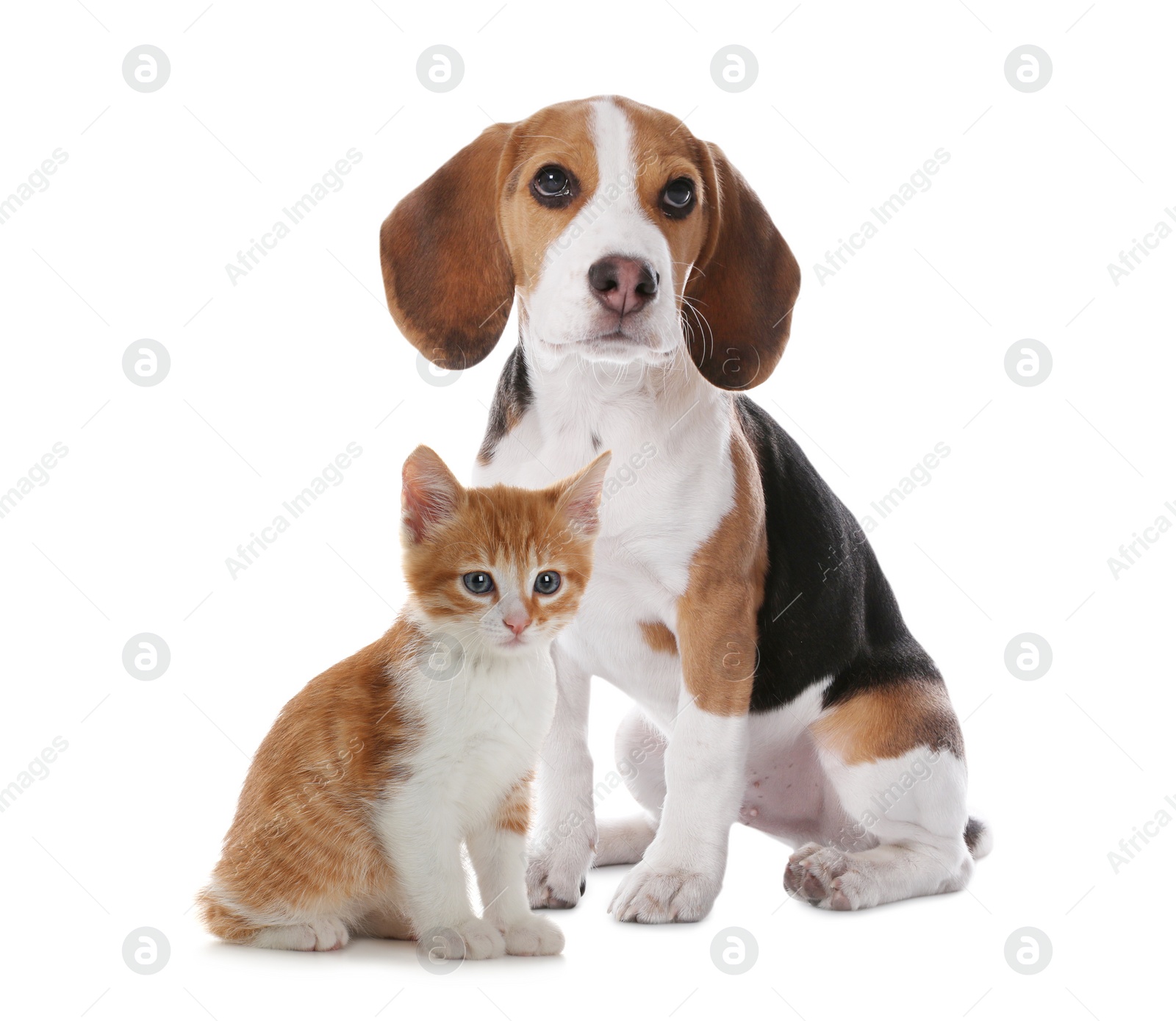 Image of Adorable little kitten and puppy on white background