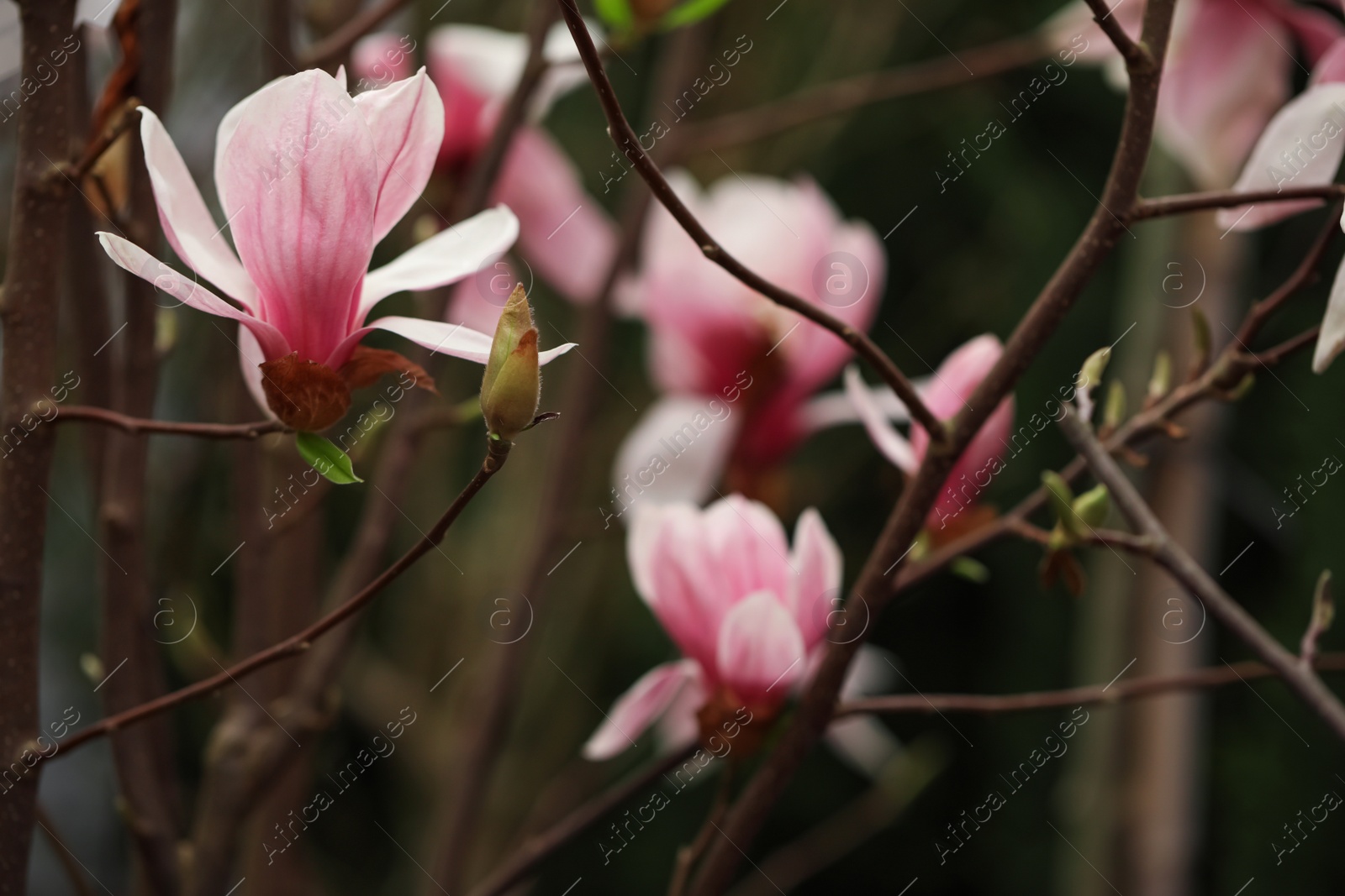 Photo of Closeup view of beautiful blooming magnolia tree outdoors