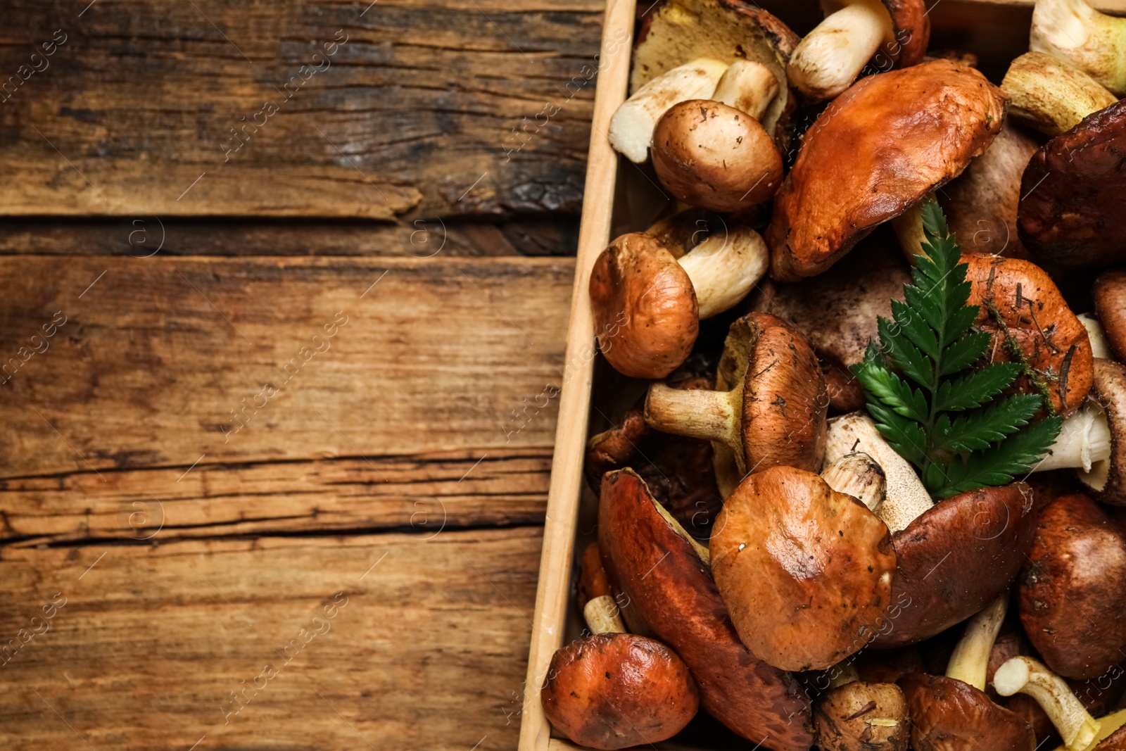 Photo of Fresh wild slippery jack mushrooms on wooden table, top view. Space for text