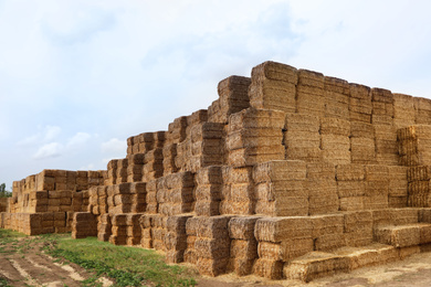 Photo of Many cereal hay bales outdoors. Agriculture industry