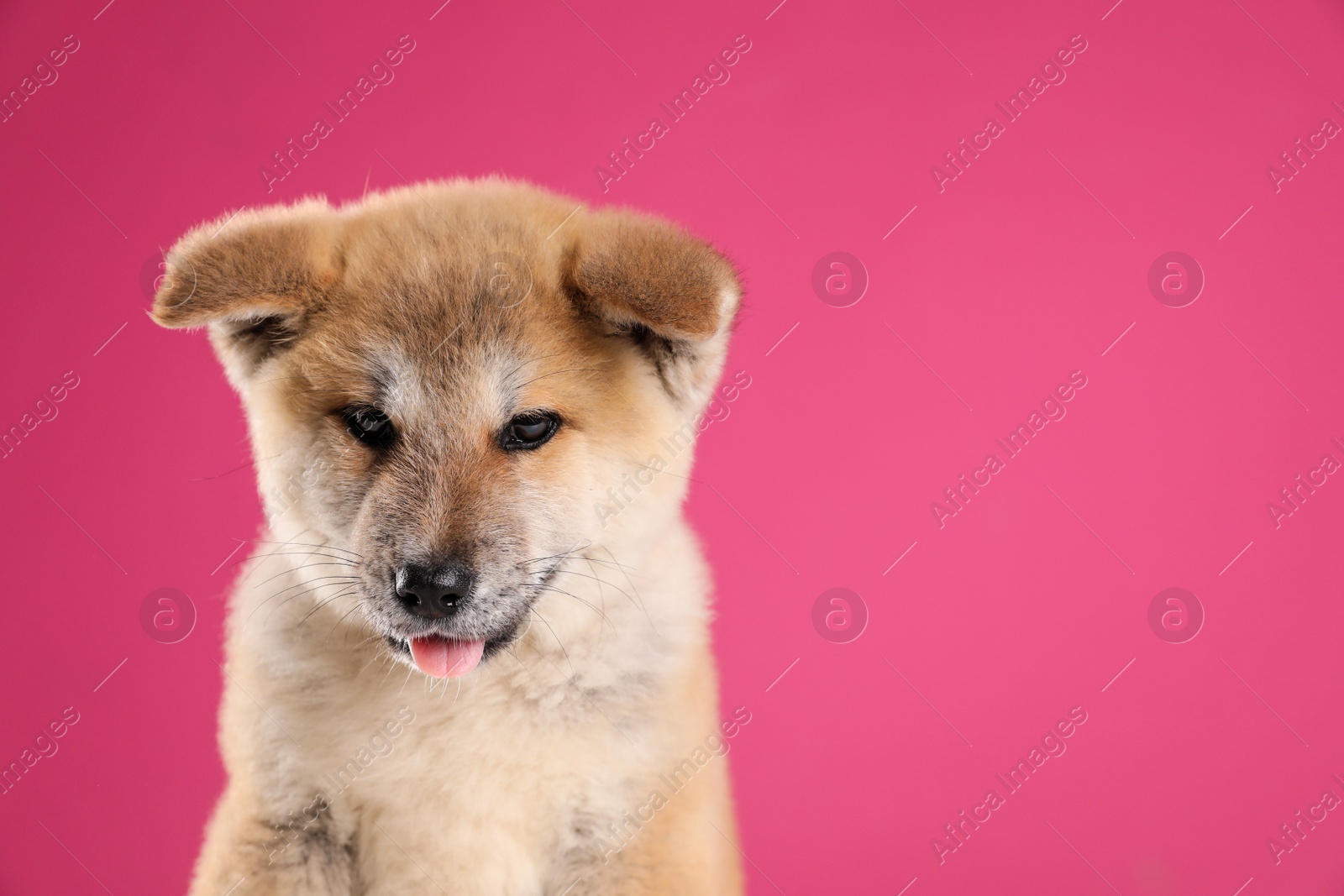 Photo of Adorable Akita Inu puppy looking into camera on pink background, space for text