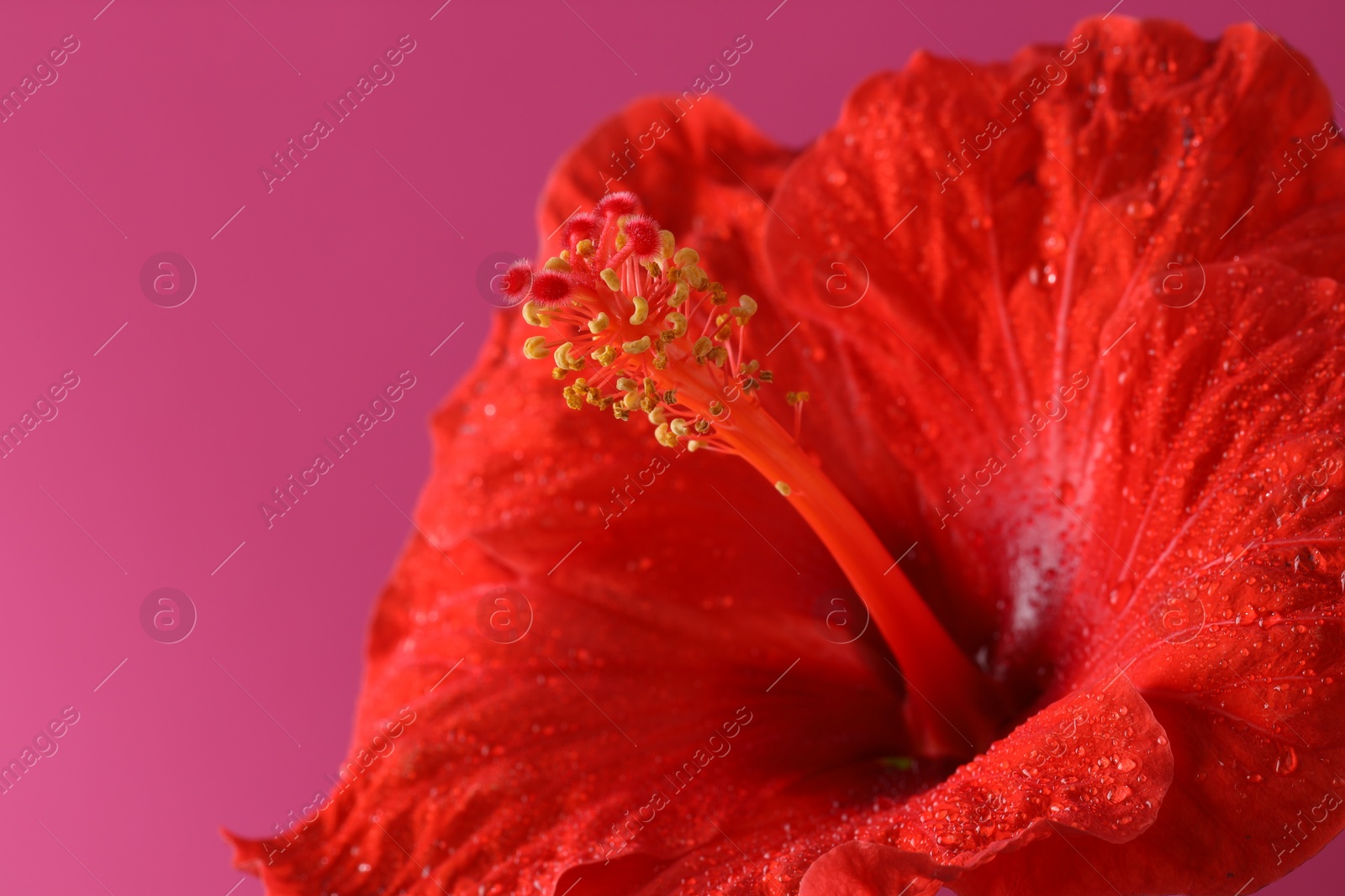 Photo of Beautiful red hibiscus flower with water drops on pink background, macro view. Space for text