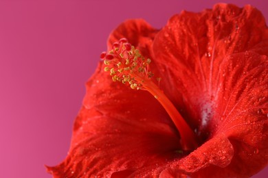 Beautiful red hibiscus flower with water drops on pink background, macro view. Space for text