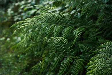 Photo of Beautiful fern with lush leaves growing in forest