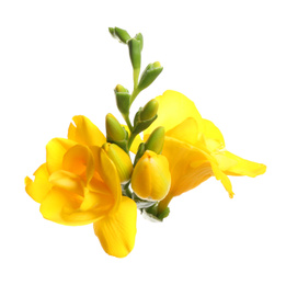 Photo of Beautiful yellow freesia flowers on white background
