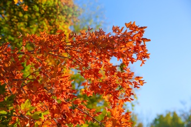Photo of Branches with autumn leaves against blue sky on sunny day