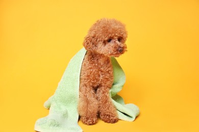 Photo of Cute Maltipoo dog wrapped in towel on orange background