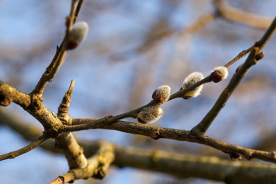 Photo of Beautiful pussy willow branches with catkins against blue sky, closeup