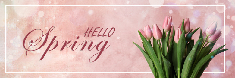 Image of Beautiful tulips on pink background. Hello spring