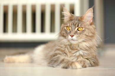 Photo of Adorable Maine Coon cat on floor at home. Space for text