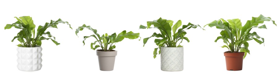 Image of Set with beautiful ferns in pots on white background. Banner design