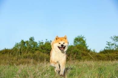 Photo of Adorable Akita Inu dog outdoors on sunny day