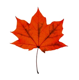 Image of Beautiful red maple leaf isolated on white. Autumn season