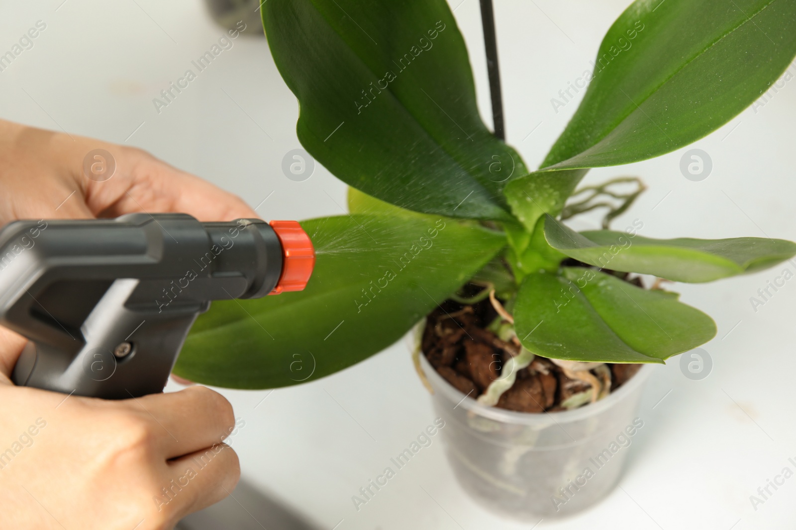 Photo of Woman taking care of orchid plant, closeup