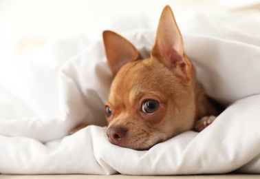 Photo of Cute Chihuahua dog wrapped in blanket at home, closeup